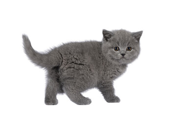 Adorable chubby British Shorthair cat kitten, standing side ways with butt towards camera. Looking over shoulder towards camera. isolated cutout on a transparent background. © Nynke