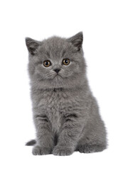 Adorable chubby British Shorthair cat kitten, sitting up facing front. Looking towards camera. isolated cutout on a transparent background.