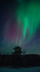 A tree under the Northern lights/ Aurora Borealis, Northern Norway