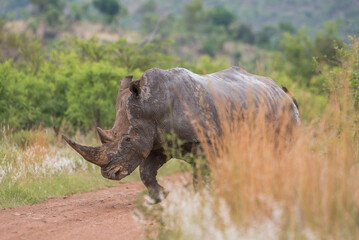 Fototapeta premium White rhino in the bush