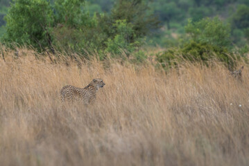 Obraz na płótnie Canvas A cheetah walking in the long grass