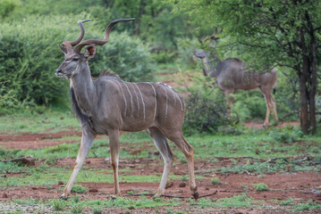 Kudus in the african bush