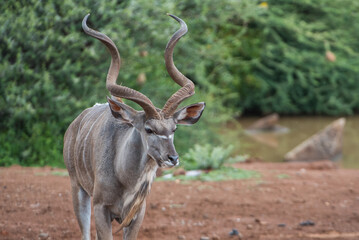 Male kudu in the african bush