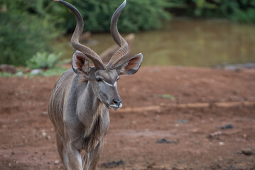 Male kudu near watering hole