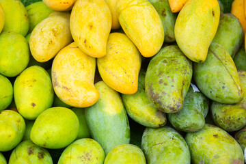 Mango close-up as a background. Tropical fruit mango bunch.