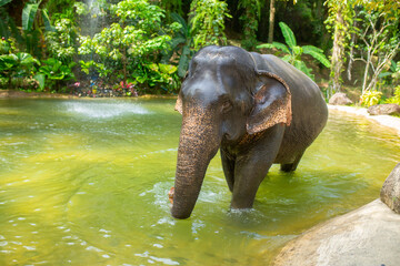Fototapeta premium Bathing elephants in the jungle. Baby elephant splashes in the lake close-up.