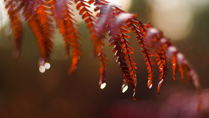 Fougères et bruyères, dans un environnement aux couleurs rouges