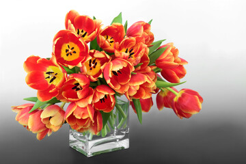 Easter and Spring red and yellow tulip flower arrangement on gradient grey and white background. Colourful nature floral composition for Springtime and Mothers Day. 