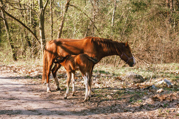 Mare horse feeding baby horse foal standing in forest