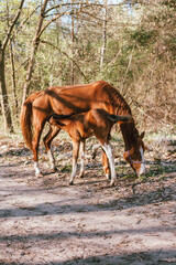 Mare horse feeding baby horse foal standing in forest