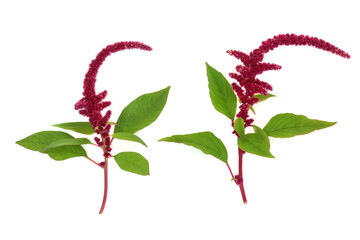 Amaranthus plants in flower with red amaranth seeds. Highly nutritious superfood, gluten free, high...