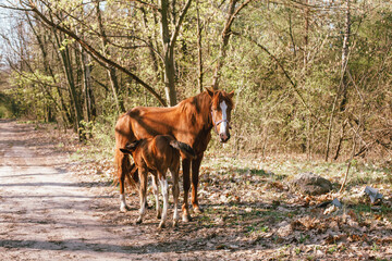 Mare horse feeding baby horse foal standing in forest