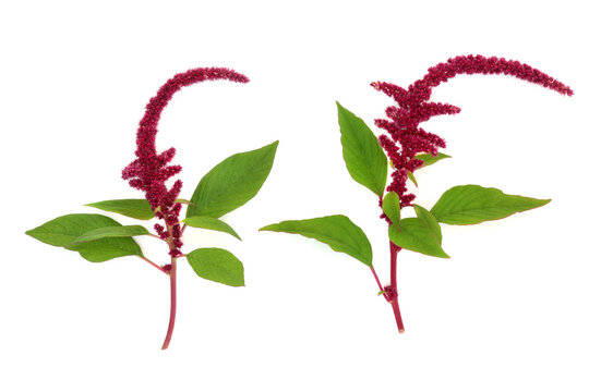 Amaranthus plants in flower with red amaranth seeds. Highly nutritious superfood, gluten free, high in minerals, vitamins, antioxidants, protein.  Lowers cholesterol and helps weight loss. On white.