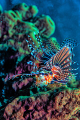 Naklejka na ściany i meble North Sulawesi,Indonesia,Lionfish on reef
