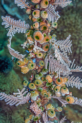 Fototapeta premium Tunicates underwater off coast of North Sulawesi, Indonesia