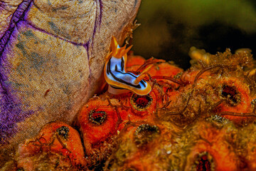 Chromodoris annae is a species of sea slug, a very colourful nudibranch