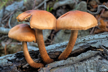 Mushrooms in autumn forest