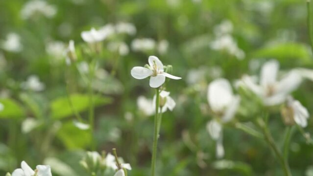 A field of white flowers. One flower on focus and the rest of the background defocus. Ravenissa blanca. The white wall-rocket have four petals in the shape of a cross and the leaves are very cut back.