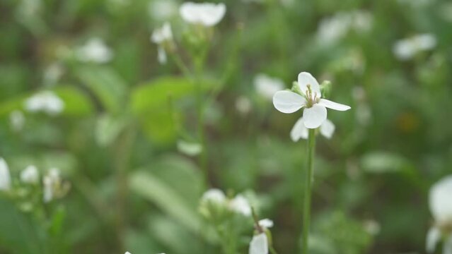 Slow motion pan through a field of white flowers. Background defocus. Ravenissa blanca. The white wall-rocket have four petals in the shape of a cross and the leaves are very cut back.