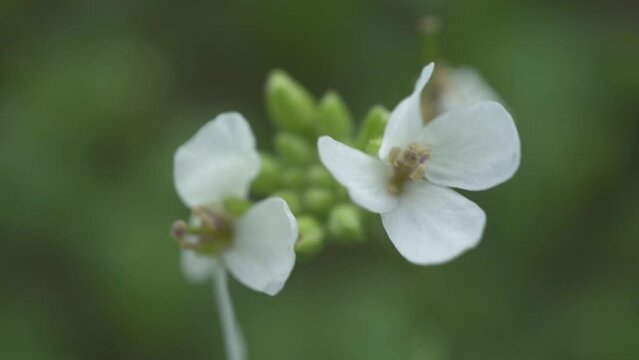 Beautiful white petals flower with green defocus background. Ravenissa blanca. The white wall-rocket have four petals in the shape of a cross and the leaves are very cut back. Slow motion shot