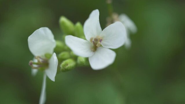 White petals flower with green defocus background. Ravenissa blanca. The white wall-rocket have four petals in the shape of a cross and the leaves are very cut back. Macro shoot