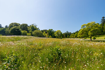 Summer meadow of daises bordered with trees