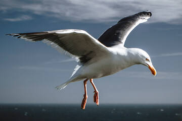 A seagull spreads it's wings against the wind along the coasline.