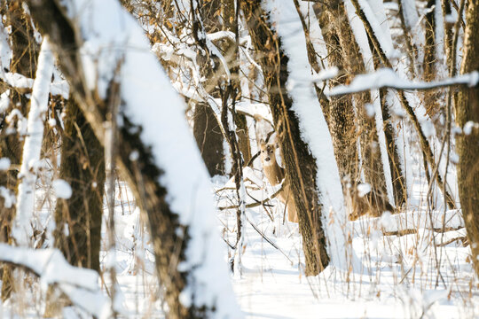 Straight on view of a white-tailed deer looking through the forest
