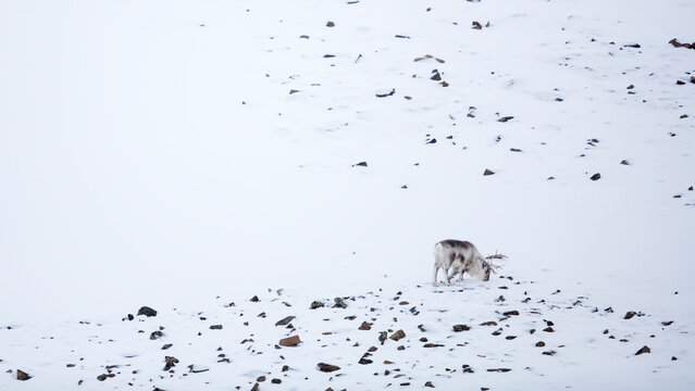 Svalbard reindeer's mimesis, Rangifer Tarandus Platyrhynchus, Spitzbergen, Svalbard
