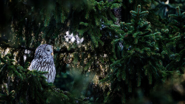 Owl and spruce, Strix Uralensis, Picea Abies, Zabice, Slovenia