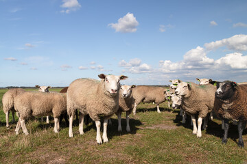 Fototapeta premium Curious sheep on the Dutch polder landscape.