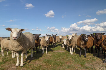 Fototapeta premium Curious sheep on the Dutch polder landscape.