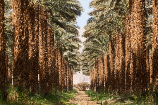 Rows of mature date palms at the organic date plantation on Kibbutz Samar, Israel.