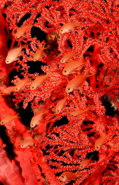 Juvenile Lyrethail anthias, Pseudanthias squamipinnis, Indonesia, Indian Ocean, Komodo National Park