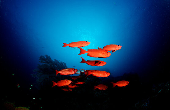 Schooling Crescent-tail bigeye, Priacanthus hamrur, Thailand, Indian Ocean, Phuket, Similan Islands, Andaman Sea