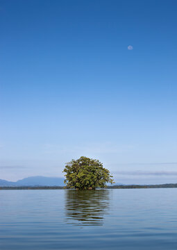 A tree grows in the Rio Dulce, Guatemala