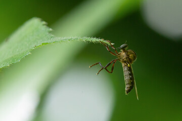 A robber fly called bison robber fly from the family asilidae native to Indonesia hanging on swirly vine