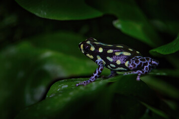 Ranitomeya vanzolinii, Brazilian spotted poison frog, in the nature forest habitat. Dendrobates from from central Peru east of the into Brazil. Beautiful amphibian green vegetation. Tropic frog.