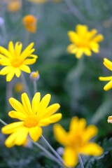 Obraz premium Gelbblühende Blume im Frühling