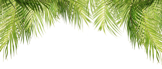 Green palm leaves frame  border , isolated