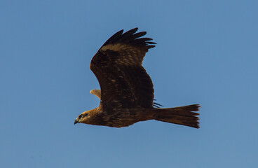 Black Kite (Milvus migrans) is both a carrion eater and a predator.