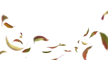 Overlay border of flying autumn leaves, isolated on transparent background