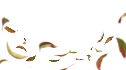 Overlay border of flying autumn leaves, isolated on transparent background