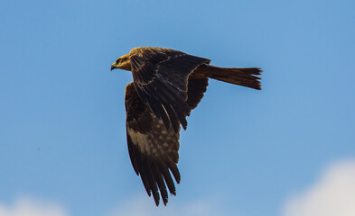 Black Kite (Milvus migrans) is both a carrion eater and a predator.