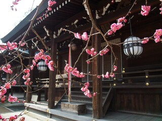京都　北野天満宮に咲いていた紅梅
