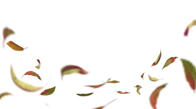 Overlay border of flying autumn leaves, isolated on transparent background