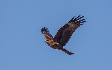 Red Kite (Milvus milvus) is a large predatory bird. Flies a lot faster due to its tail-like tail