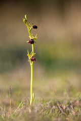 Ophrys passionis, also known as Passion Orchid, wild Mediterranean orchid in full bloom in its natural habitat.