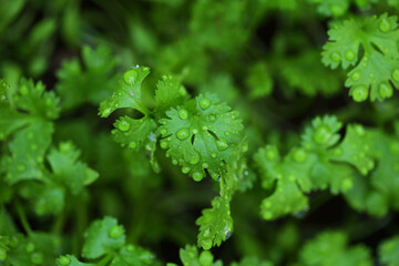 Coriander leaves with water drop in vegetable garden. Vegetable for health, food and agriculture concept design. Organic coriander leaves background.