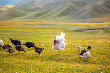 Turkeys walk on the grass in a green meadow in a pasture. Animal husbandry and agriculture in the mountains. Handsome male turkey close-up.